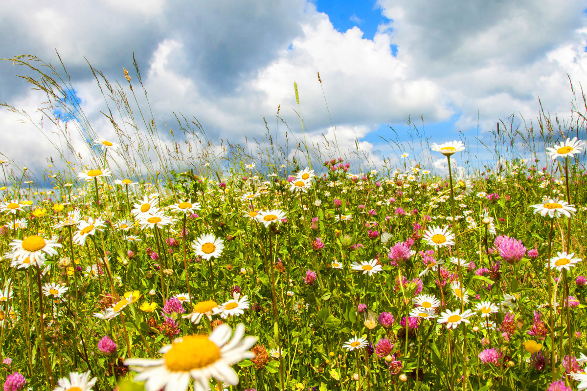 Species Rich Lawn WildflowerMat Premium Topsoil Supplies